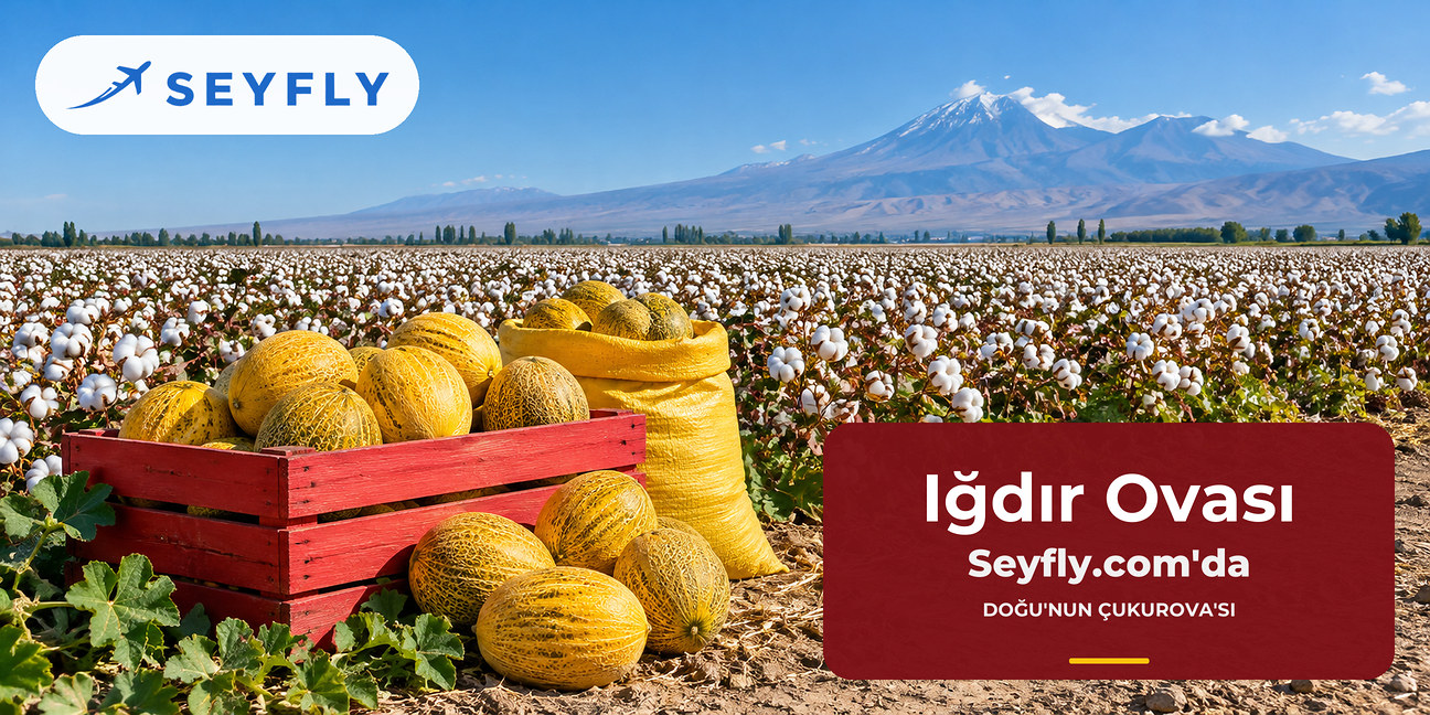 Hasat zamanı pamuk tarlaları ve sapsarı Iğdır kavunları