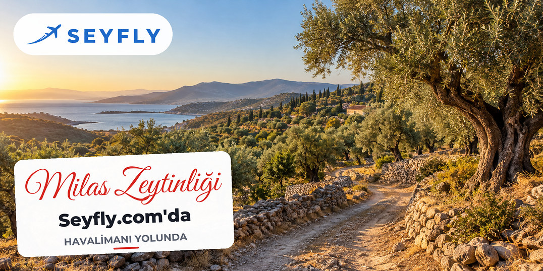 Milas çevresinde engebeli tepelere yayılan yaşlı zeytin ağaçları ve toprak yol