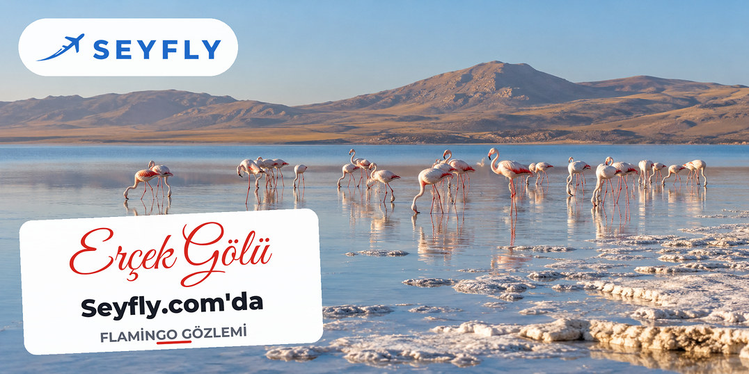 Erçek Gölü'nün sığ kıyısında beslenen flamingo sürüsü