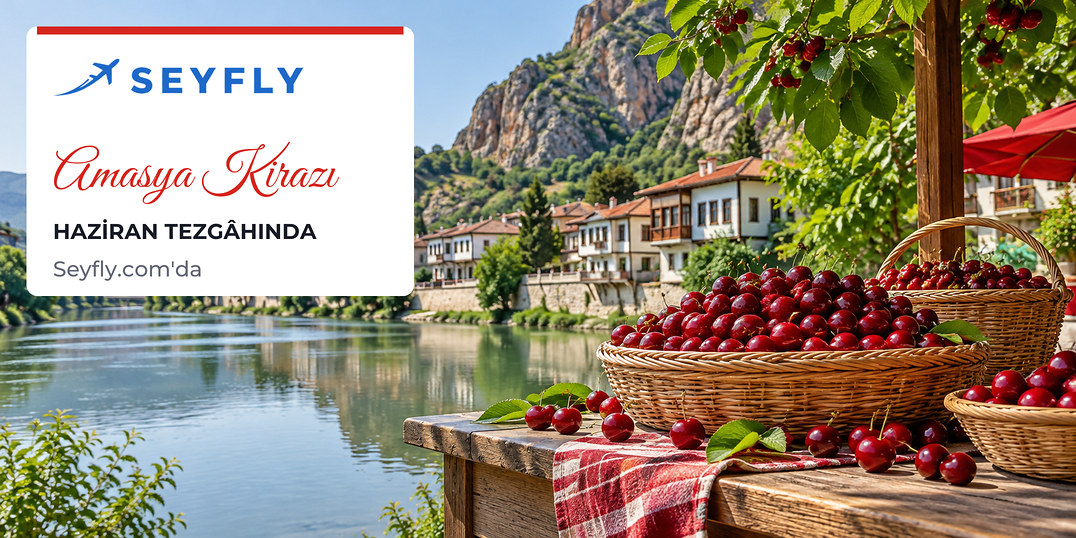Hasır sepetlerde yeni toplanmış Amasya kirazları ve kiraz yaprakları